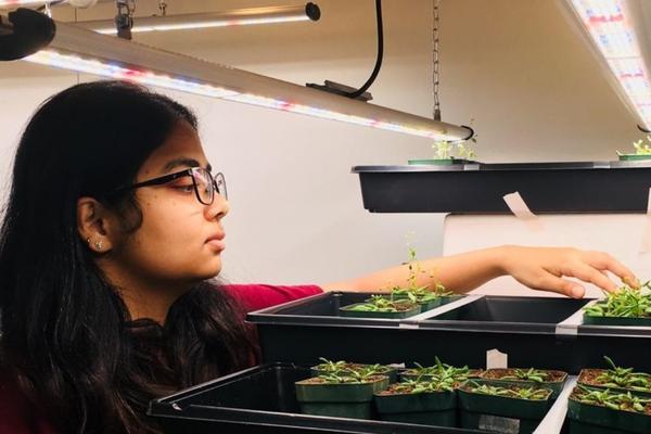 aditi holding plant