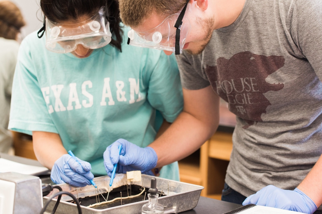 Female and male students wearing safety goggles and gloves while dissecting an earthworm in an introductory biology lab.