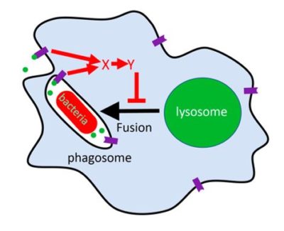 polyphosphate figure