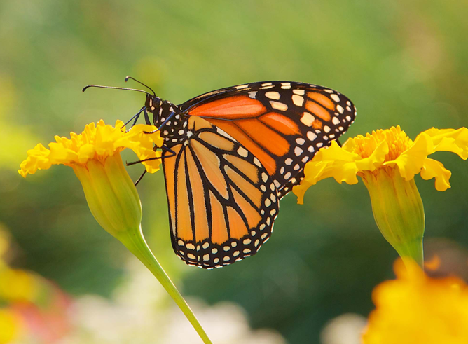 Monarch butterfly feeding on nectar on a yellow flower