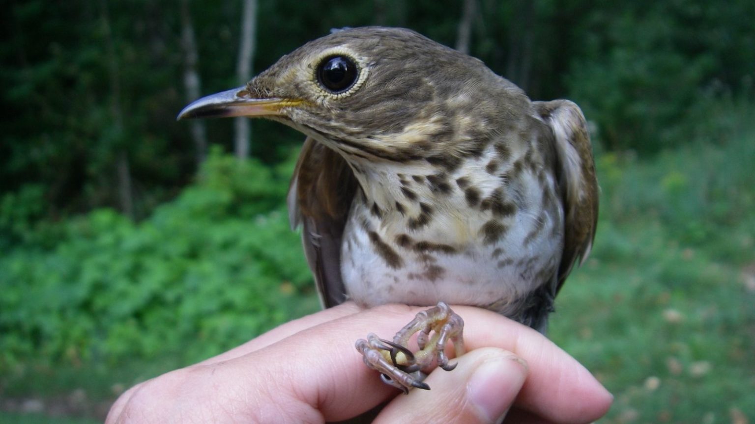 A Swainson's thrush, one of the birds studied by Kira Delmore