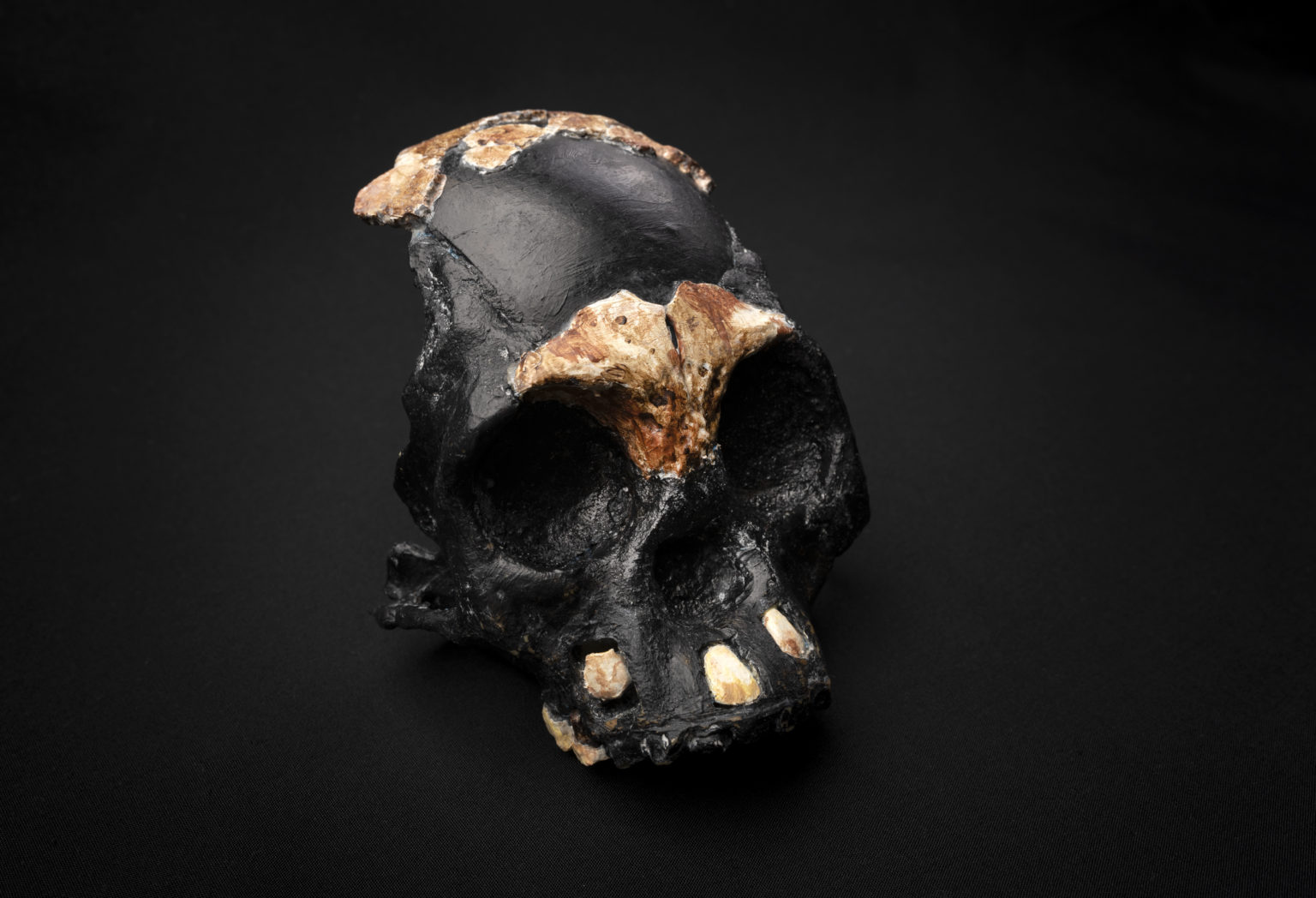 A fossilized partial skull with a couple teeth still intact.