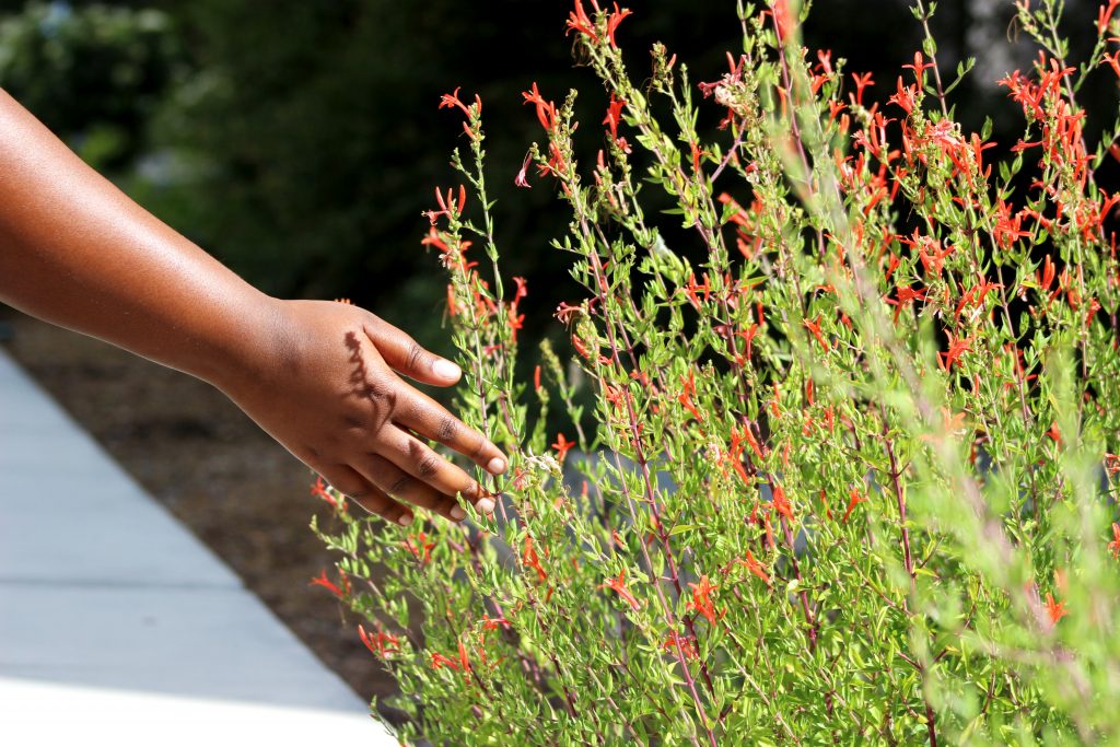 A person's outstretched hand, touching the stems of a red flowering stand of plants next to a sidewalk