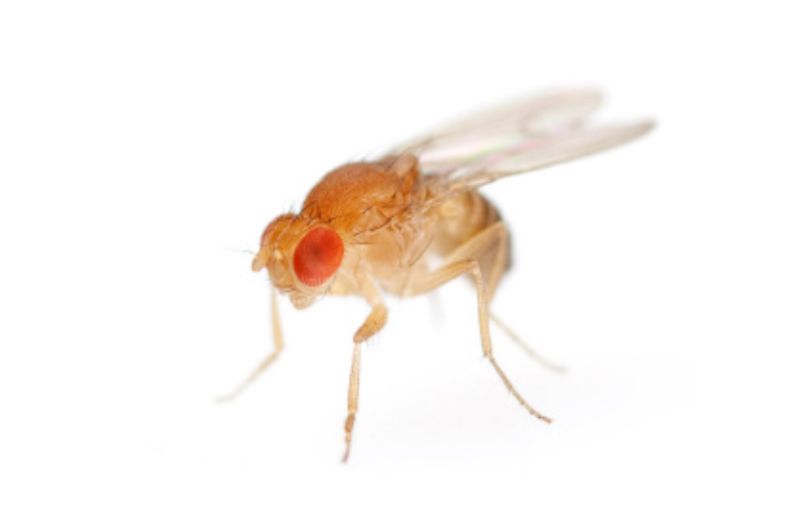 Close-up image of a fruit fly