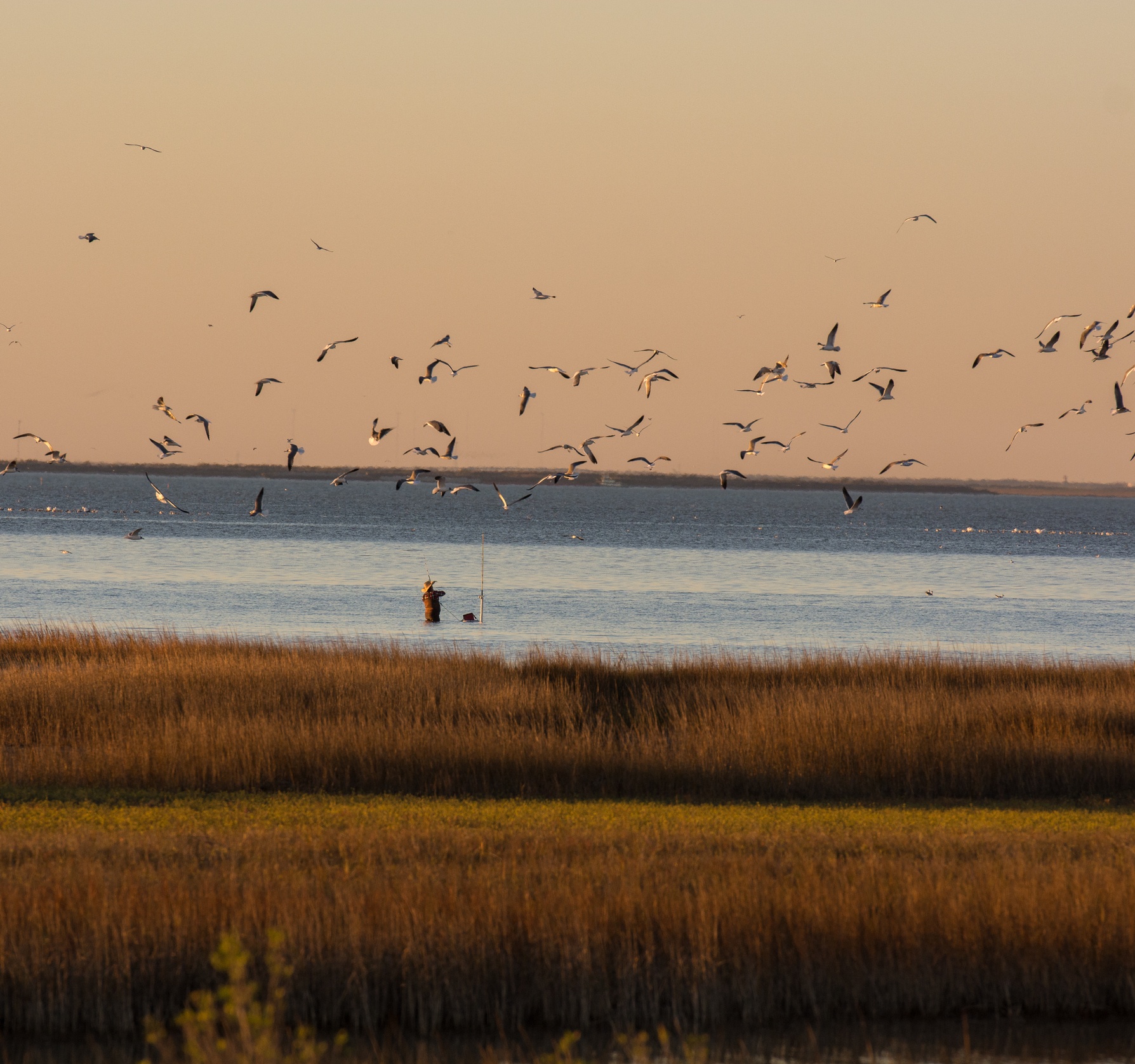 A flock of seagulls take flight as a lone fisherman standing a few yards past the marshy shoreline makes a cast into Galveston Bay