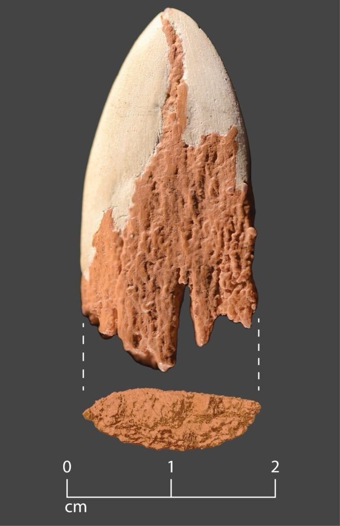 Image of a reconstructed bone point, a fragment from a spear that was discovered embedded in a mastodon rib