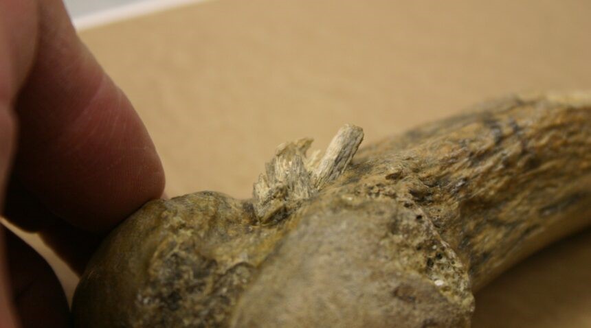 Close-up of a bone point embedded in a mastodon rib