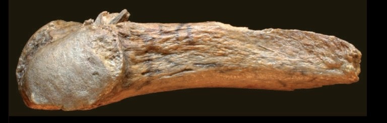 Mastodon rib with an embedded bone point