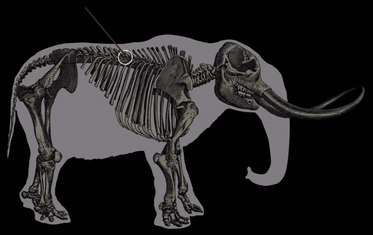 Mastodon skeleton showing an arrow pointing to the trajectory of the spear that left the embedded bone point in the mastodon's rib