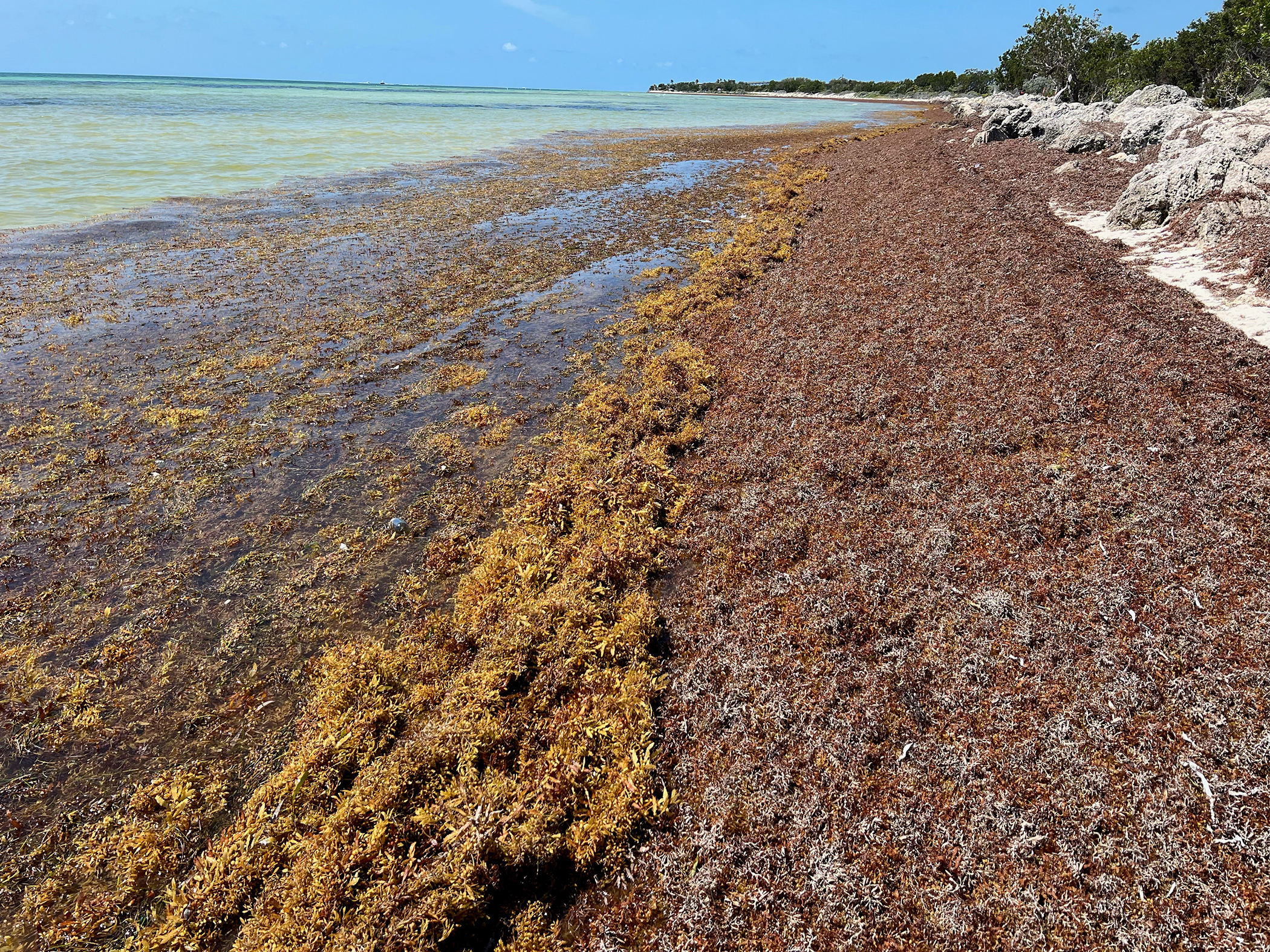 Seaweed washed up on the coastline of the Florida Keys
