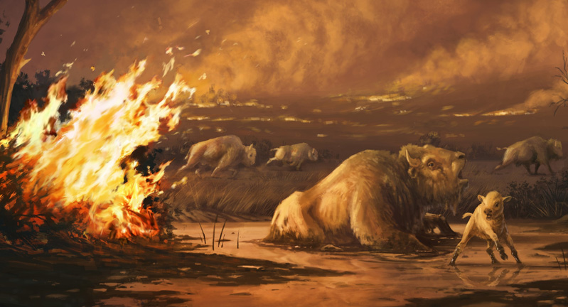 Illustration of bison entrapped in asphalt as wildfires rage at the end of the last ice age