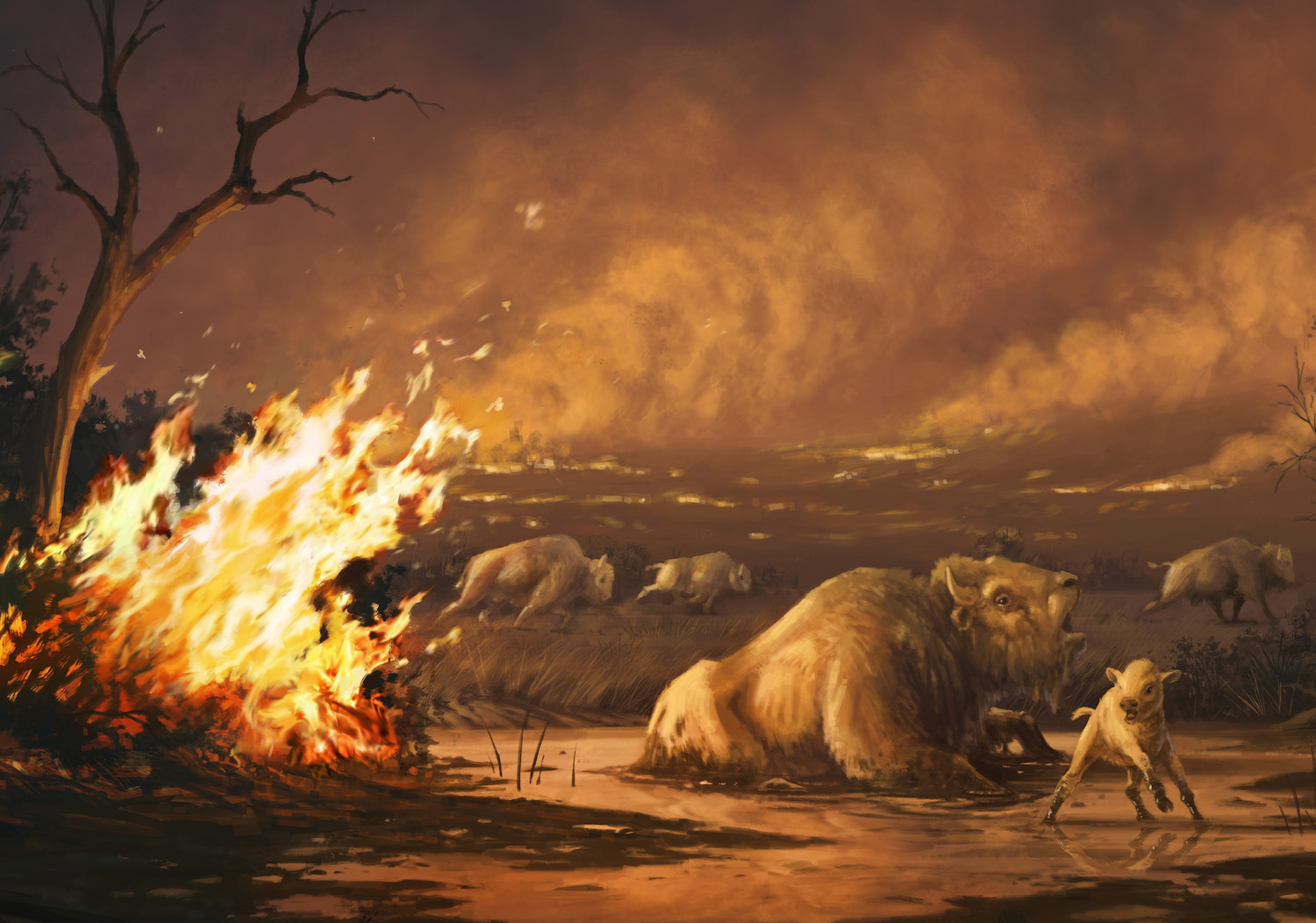 Illustration of bison entrapped in asphalt as wildfires rage at the end of the last ice age
