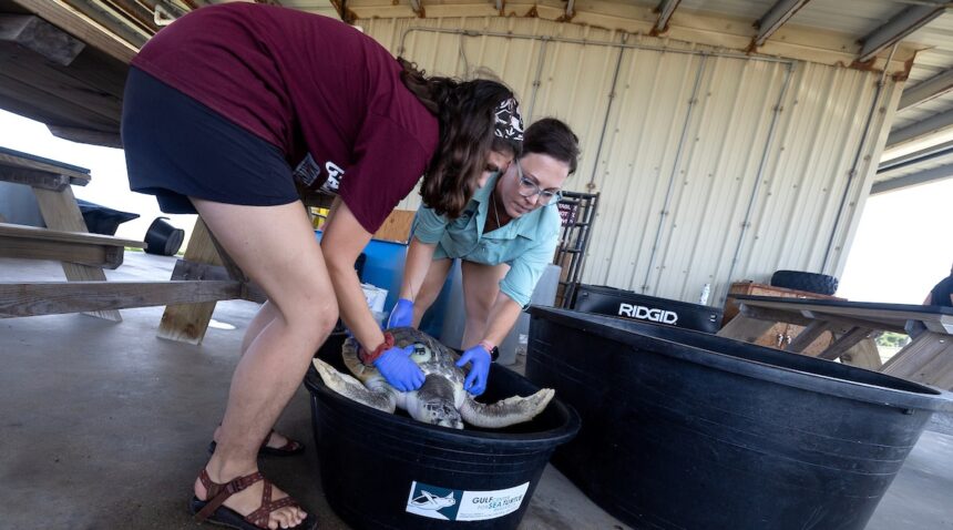 Gulf Center for Sea Turtle Research personnel load Tally the sea turtle into a bucket in preparation for her release into the Gulf of Mexico