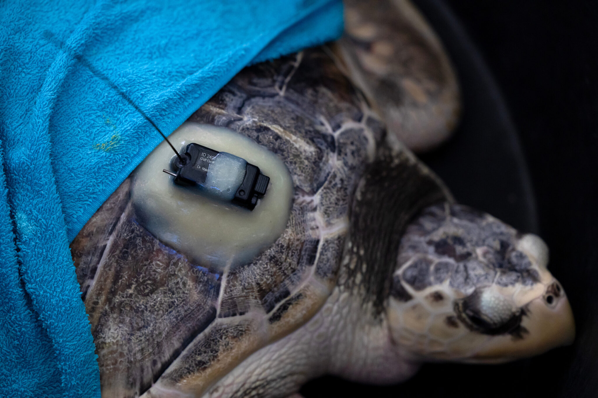 Close-up of Tally the sea turtle wrapped in a blue towl and wearing a GPS tracker