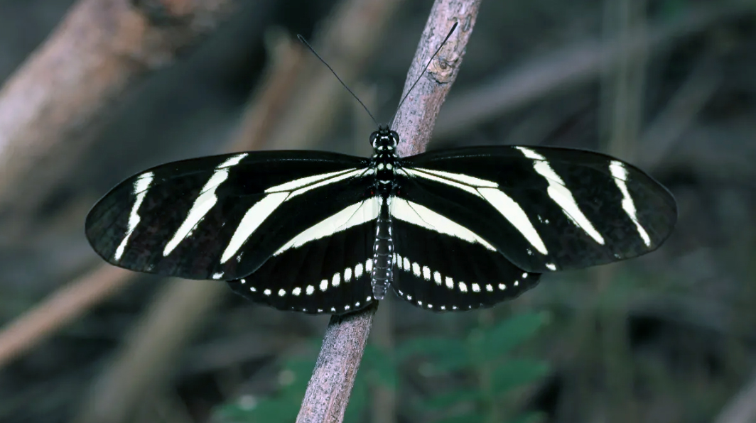 A zebra longwing butterfly perched on a slender branch