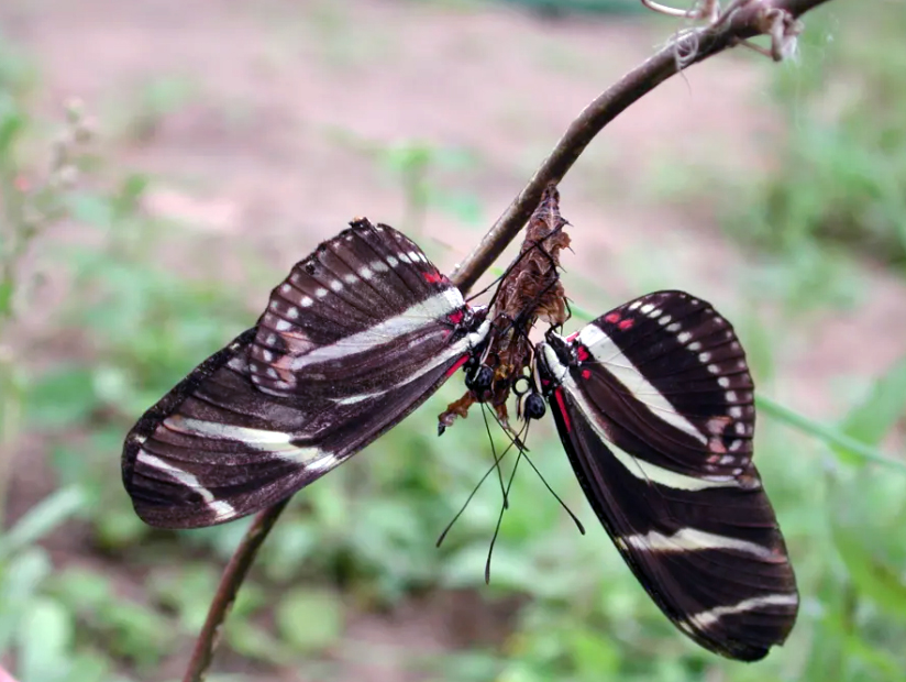 Two male zebra longwings sit on opposite sides of a female in a pupal case, waiting for her to emerge