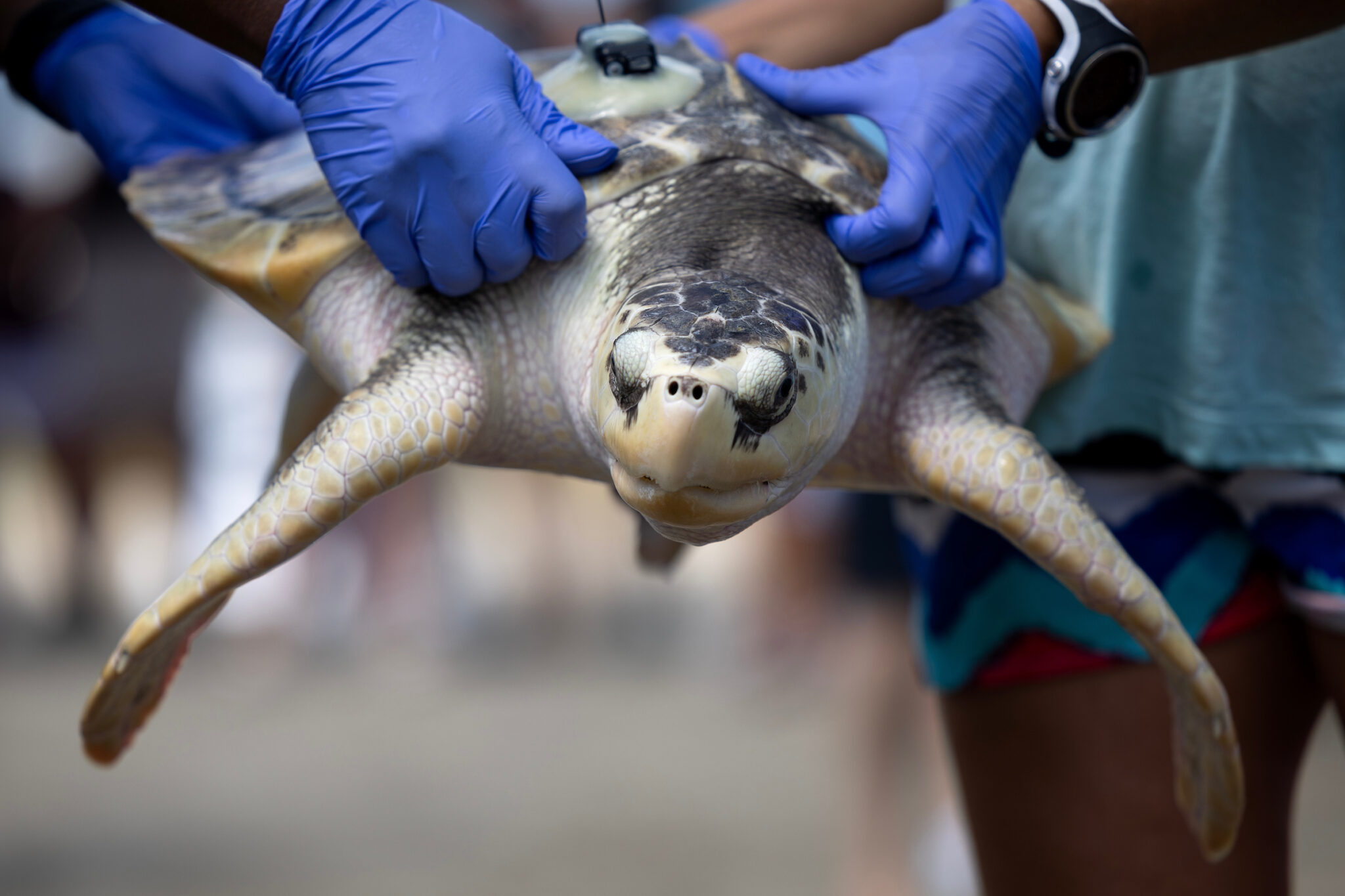 Close-up of Tally, a Kemp's ridley sea turtle, being held aloft at waist height by two people wearing blue latex gloves and grasping the edges of her shell