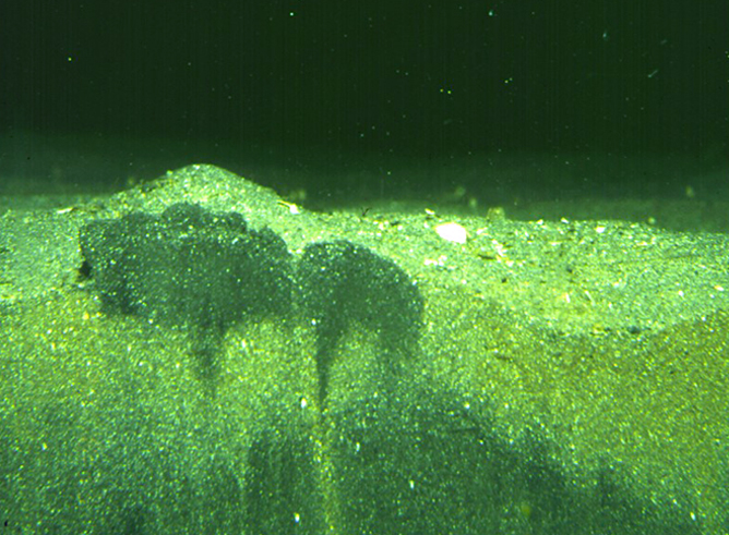 Seafloor sediments that have been burrowed and churned by invertebrate animals