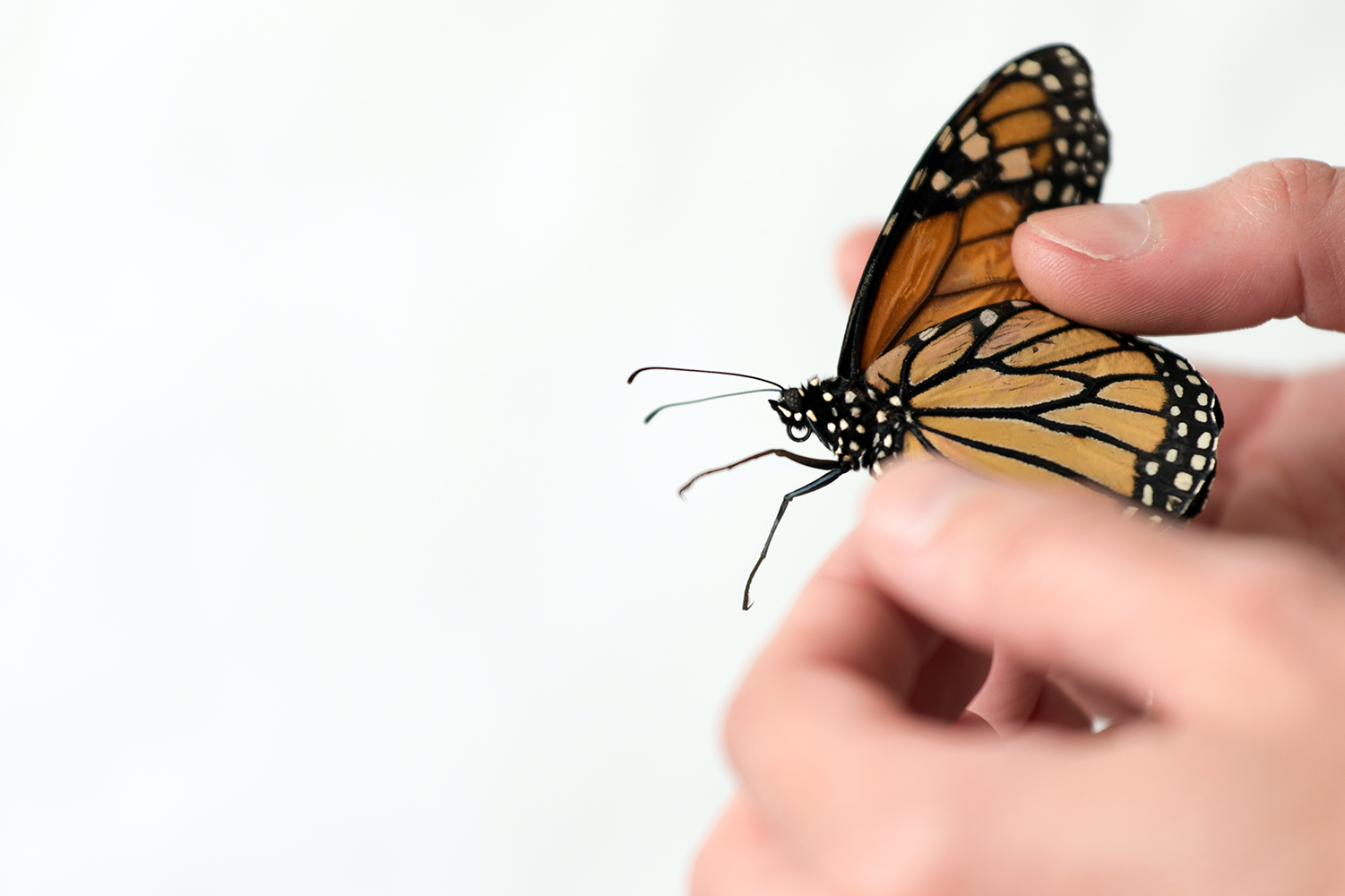 Close up of a Monarch butterfly being held between two fingers