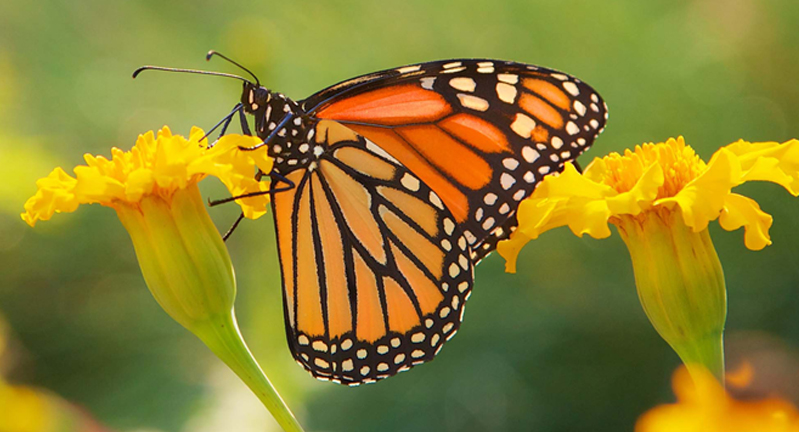 Monarch butterfly feeding on nectar on a yellow flower