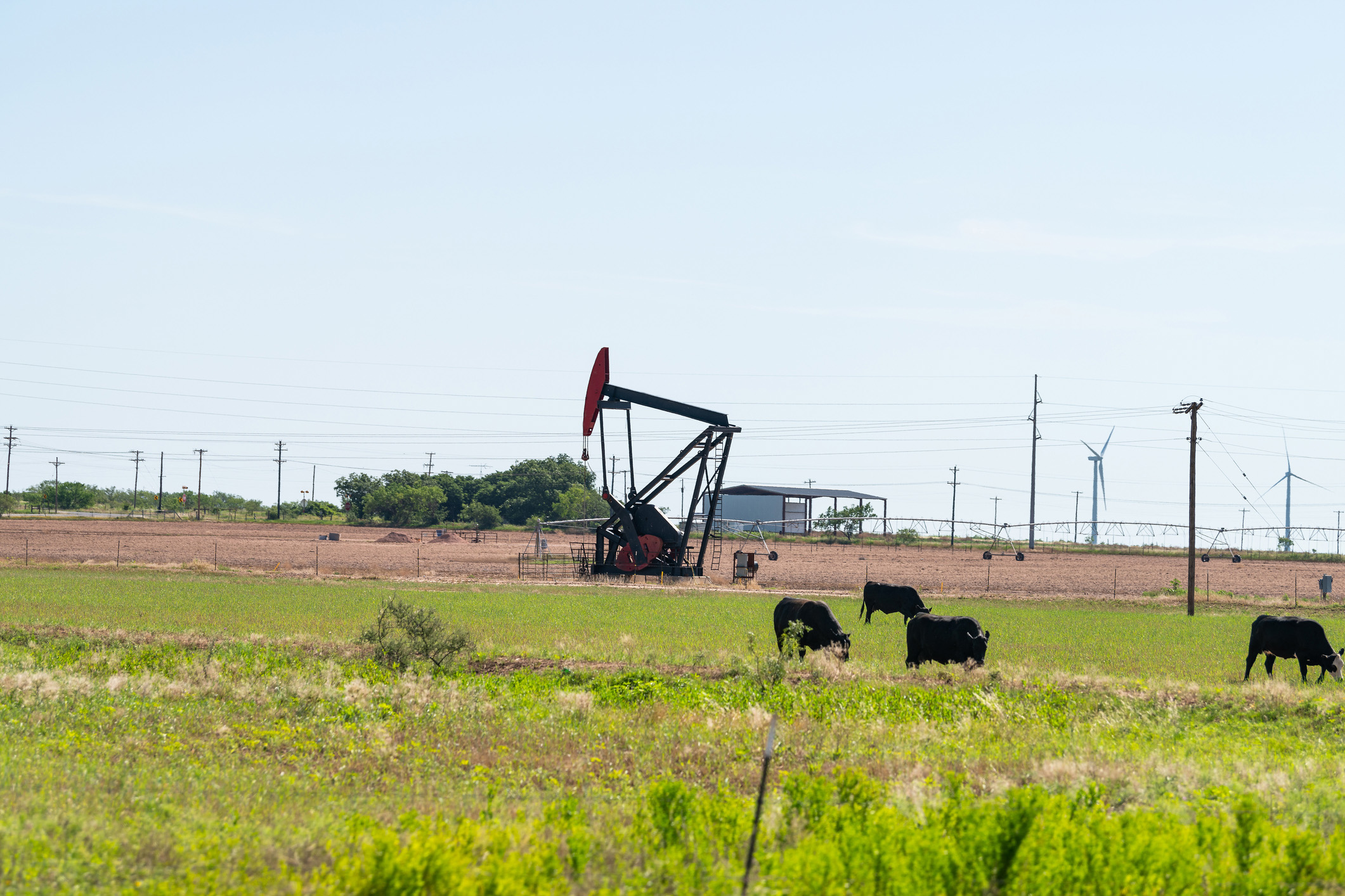 Pump jack on oilfields in the prairies of Snyder, Texas, with machine pumping oil and cows grazing