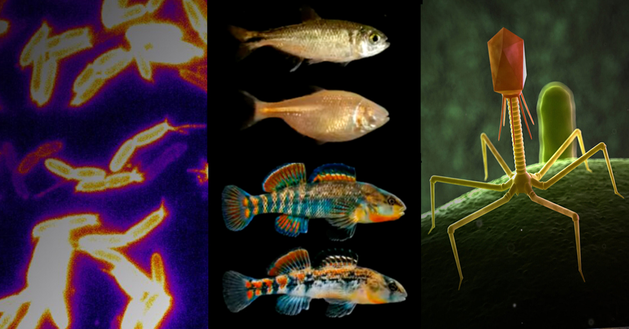 Composite research image featuring bacteria, darter fish and bacteriophages