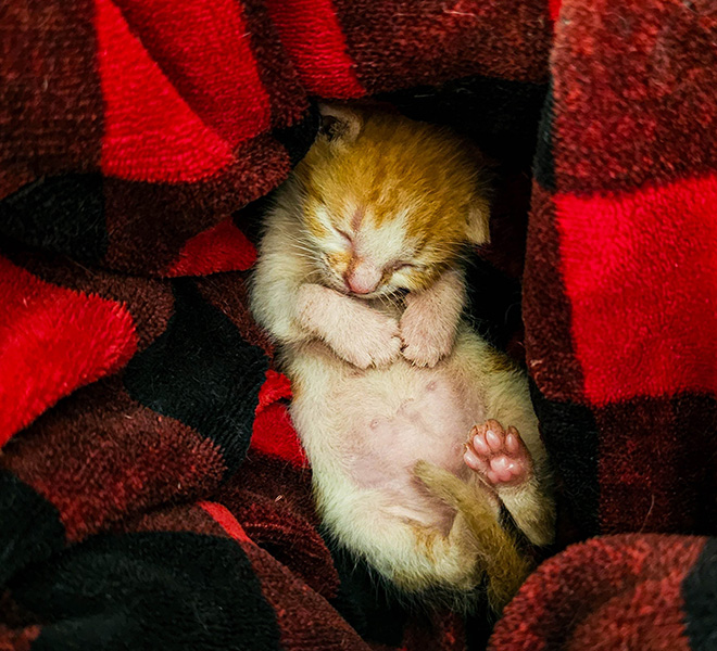 Megan's photograph of her baby kitten, Mookie, swaddled in a plaid checkered blanket