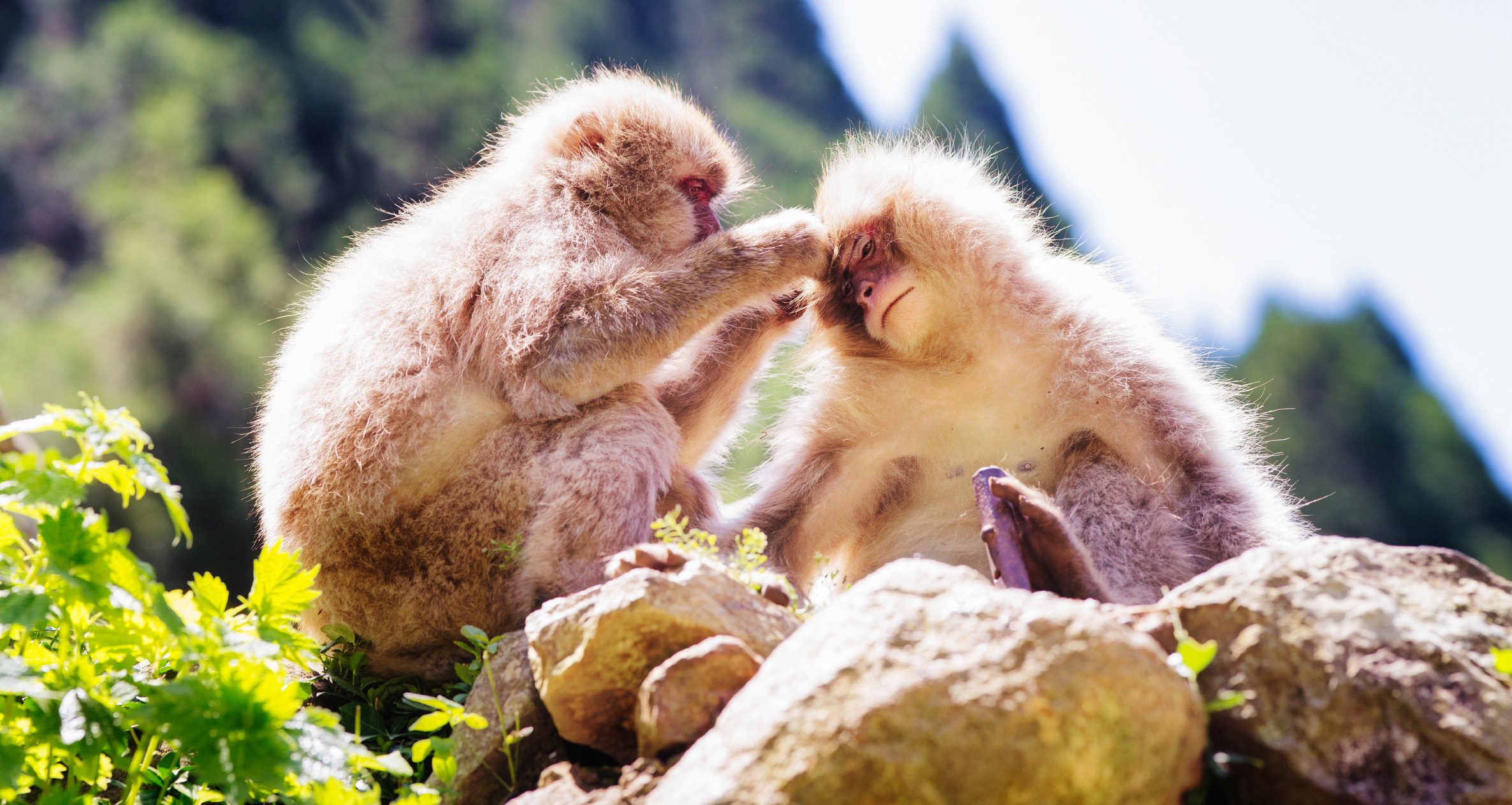 Panoramic close-up of a wild Japanese macaque looking for lice or fleas on partner. Photographed in the wild on a hiking mountain trail near Nagano, Japan.