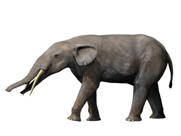 Realistic 3D illustration of a gomphotherium, which resemble an African elephant, walking on a plain white background.