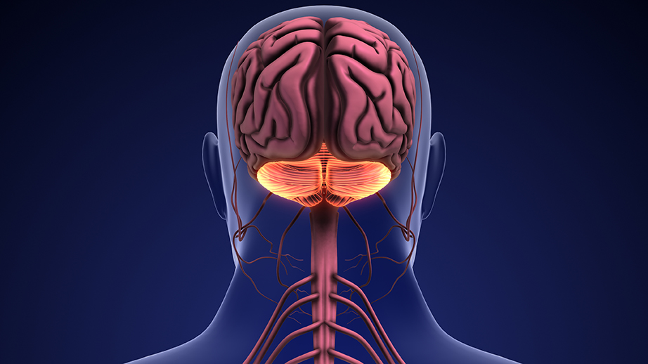 Diagram of a brain with the cerebellum indicated in pink.
