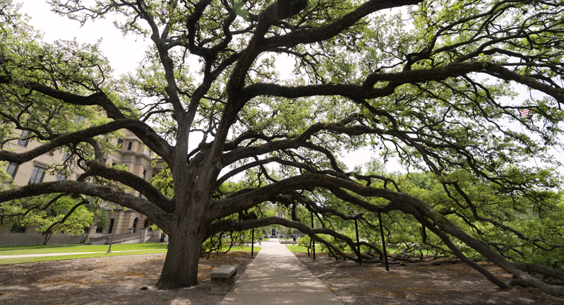 View of the iconic Century Tree at Texas A&M University, showcasing its expansive branches stretching over a paved pathway.
