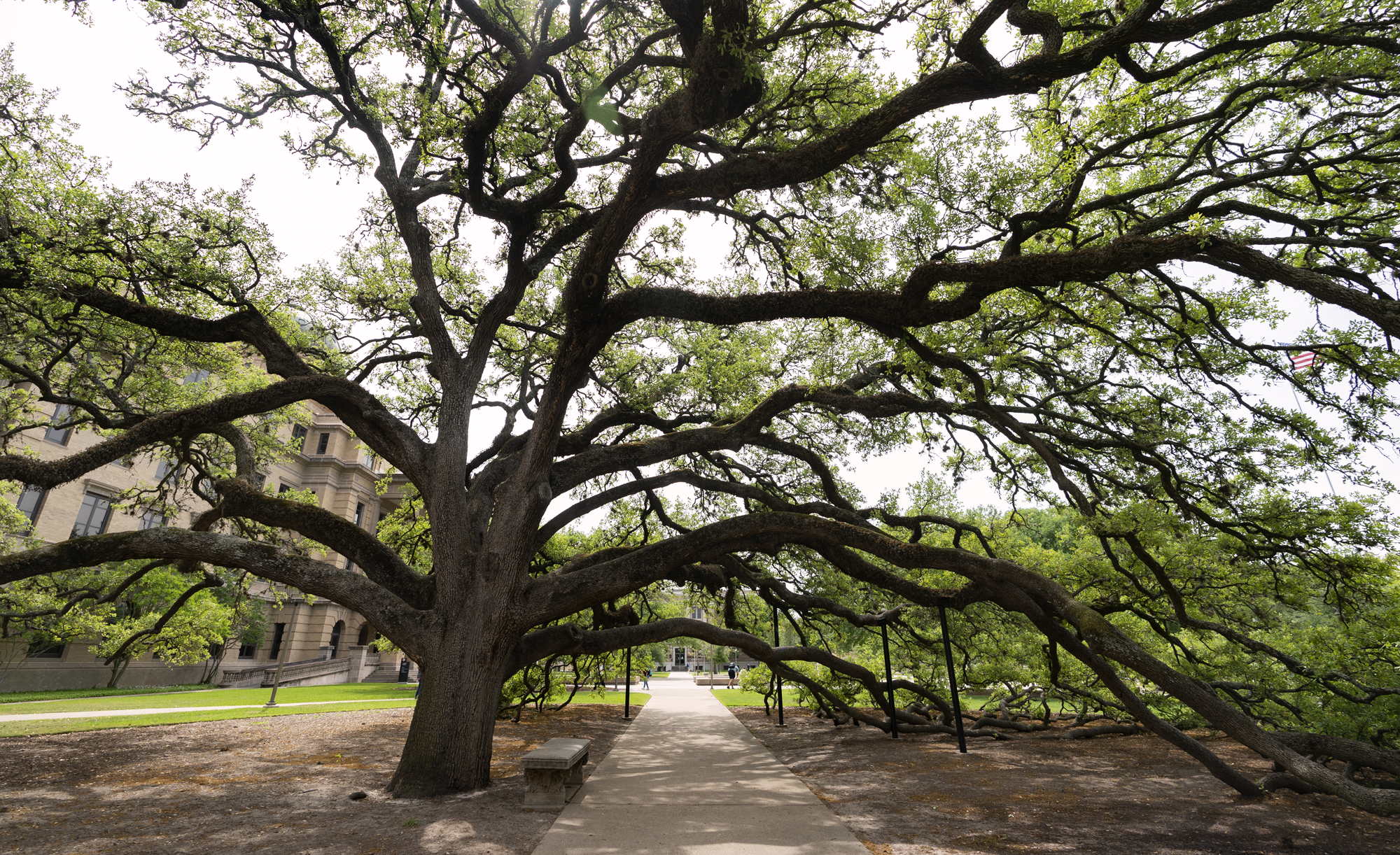 View of the iconic Century Tree at Texas A&amp;M University, showcasing its expansive branches stretching over a paved pathway.