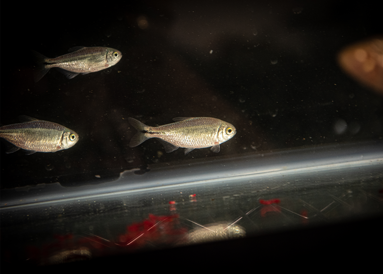 Close-up of small silver fish swimming in a dark aquarium, with reflections visible on the glass and faint red objects at the bottom.