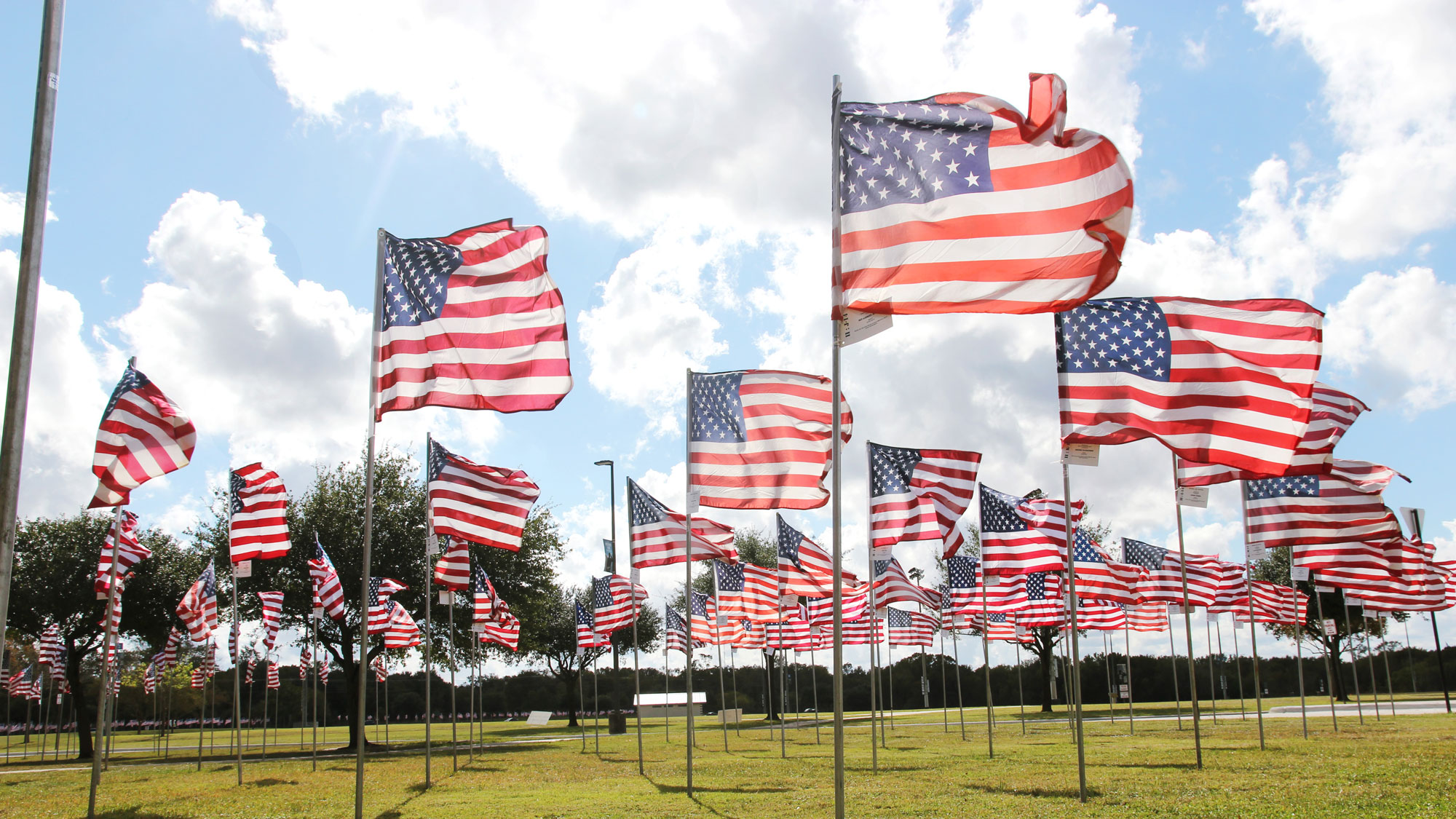 Several American flags blowing in the wind.