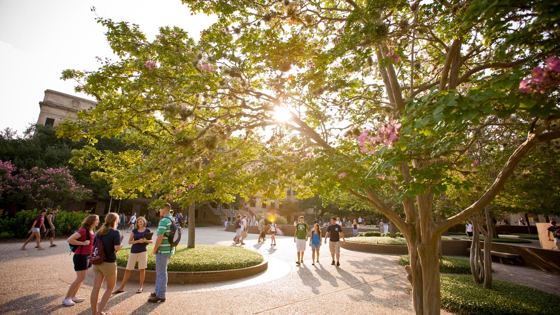 Various groups of students walking through or chatting at the chemistry fountains on campus. Warm sunlight shines through a tree with light pink flowers.