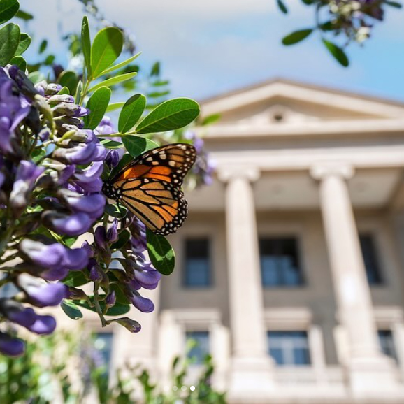 Close up of a monarch butterlfy on flowers with an academic building in the background